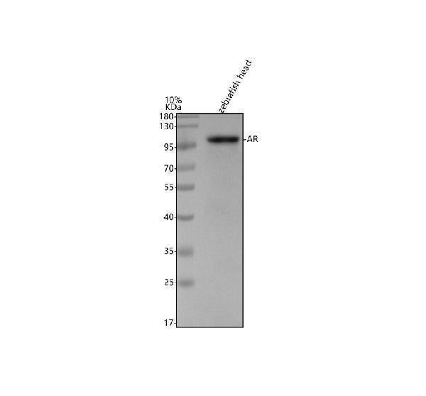 Anti-Zebrafish Androgen receptor/AR Antibody Picoband®