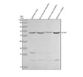 Anti-Zebrafish SLC5A5 Antibody Picoband®