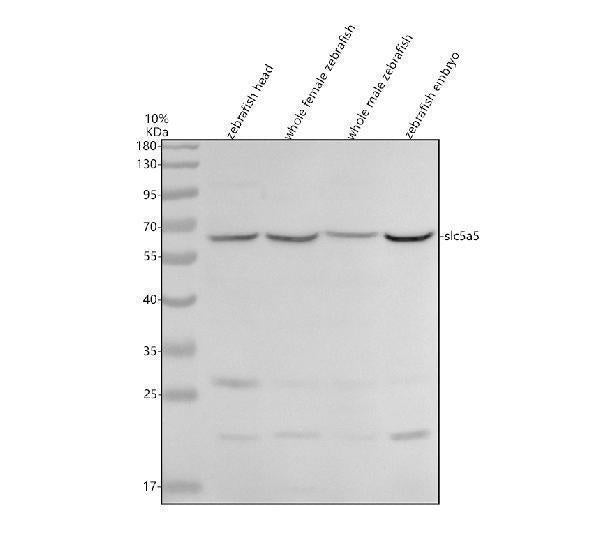 Anti-Zebrafish SLC5A5 Antibody Picoband®