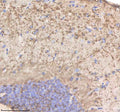 Anti-Zebrafish PHYHIPL/b Antibody