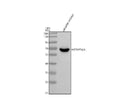 Anti-Zebrafish METAP2a/b Antibody Picoband®
