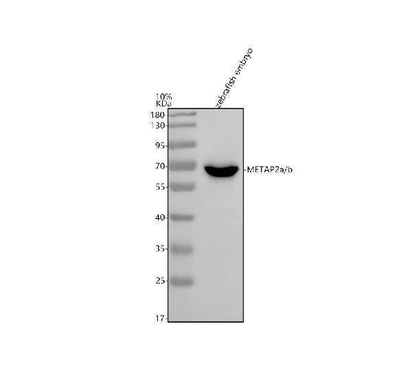 Anti-Zebrafish METAP2a/b Antibody Picoband®