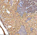 Anti-Zebrafish SREBF1 Antibody