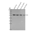Anti-Zebrafish PPAR Gamma/PPARG Antibody Picoband®