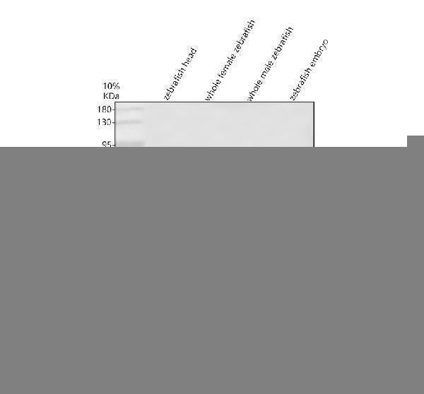 Anti-Zebrafish HNF4A Antibody Picoband®