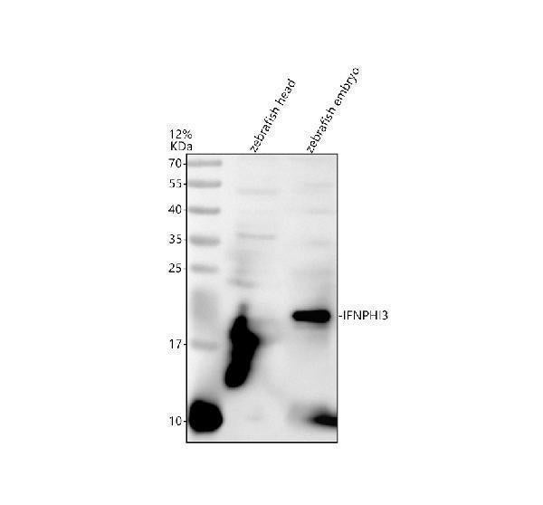 Anti-Zebrafish IFNPHI3 Antibody Picoband®