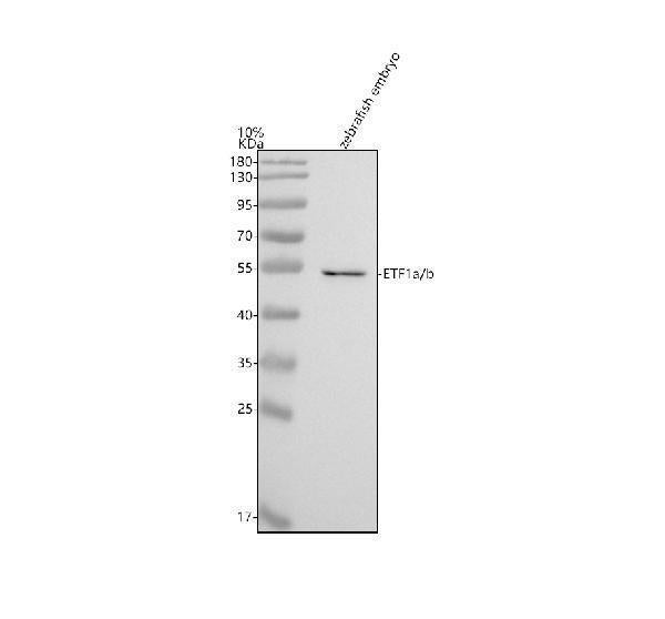 Anti-Zebrafish ETF1a/b Antibody Picoband®