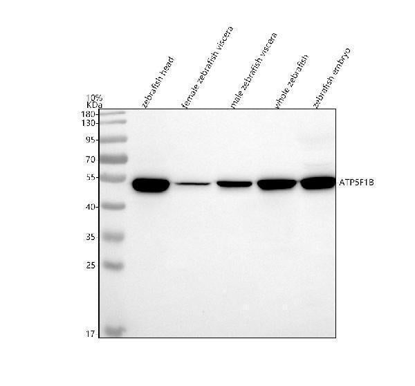 Anti-Zebrafish ATPB/ATP5F1B Antibody Picoband®