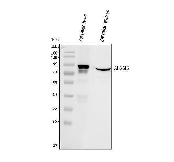 Anti-Zebrafish AFG3L2 Antibody  Picoband®