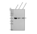 Anti-Zebrafish CBS Antibody Picoband®