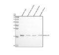 Anti-Zebrafish NCALDa/b Antibody Picoband®