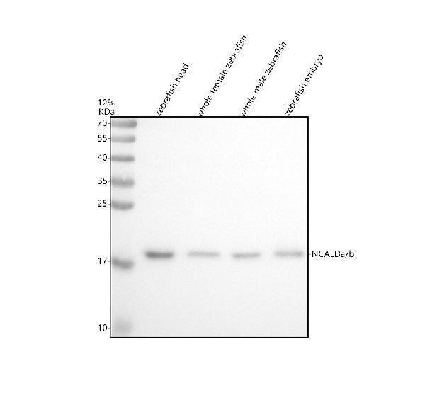 Anti-Zebrafish NCALDa/b Antibody Picoband®
