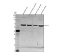 Anti-Zebrafish CYP1C2 Antibody Picoband®