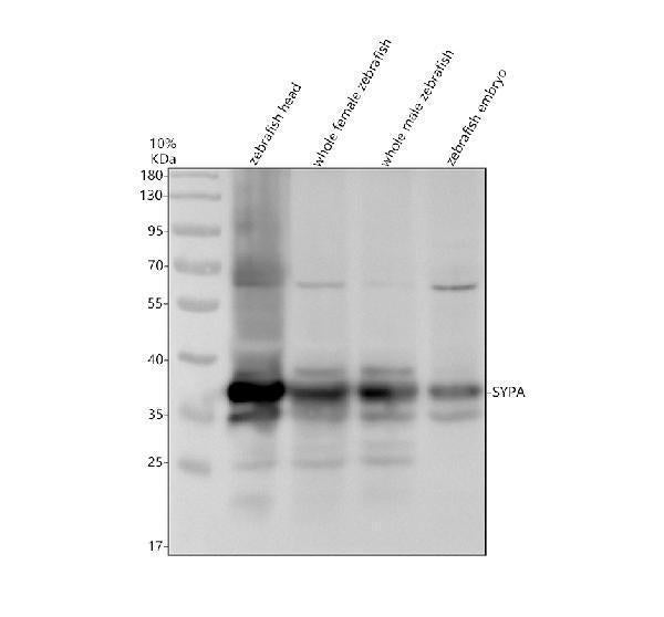 Anti-Zebrafish SYPA Antibody Picoband®