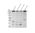 Anti-Zebrafish FN1A Antibody Picoband®