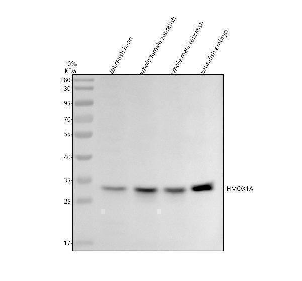 Anti-Zebrafish HMOX1A Antibody Picoband®