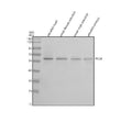 Anti-Zebrafish PCCB Antibody Picoband®