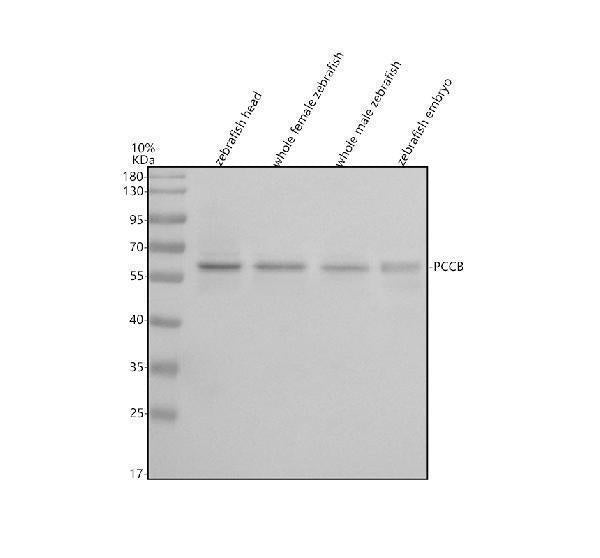 Anti-Zebrafish PCCB Antibody Picoband®
