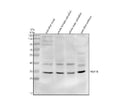 Anti-Zebrafish MSX1B Antibody Picoband®
