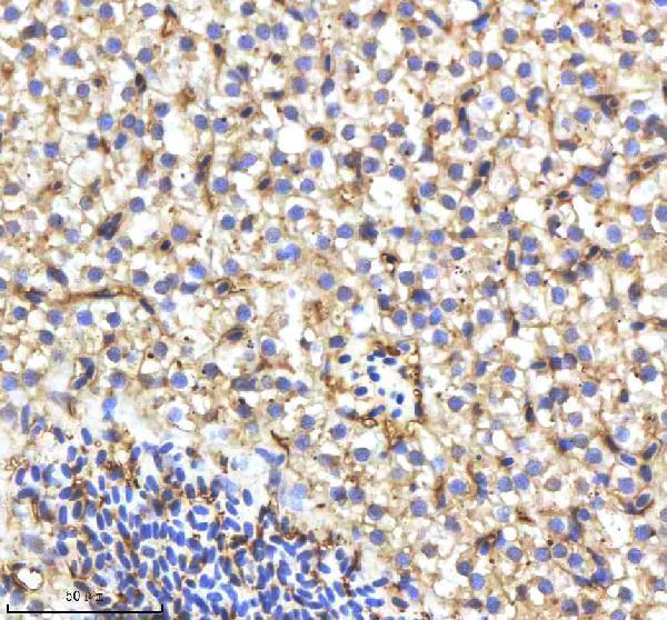 Anti-Zebrafish CYP17A1 Antibody