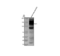 Anti-Zebrafish FLT1 Antibody Picoband®