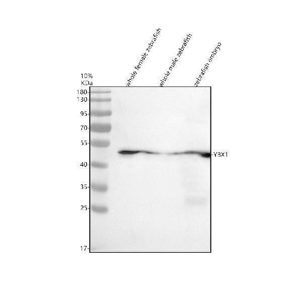 Anti-Zebrafish YBX1 Antibody Picoband®