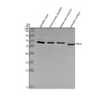 Anti-Zebrafish ESR2B Antibody Picoband®