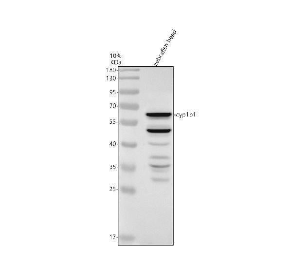 Anti-Zebrafish CYP1B1 Antibody Picoband®