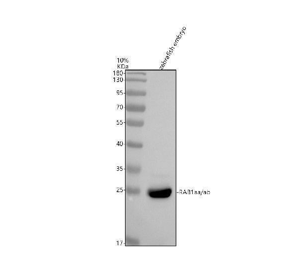 Anti-Zebrafish RAB1aa/ab Antibody Picoband®