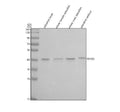Anti-Zebrafish GNAQ Antibody Picoband®