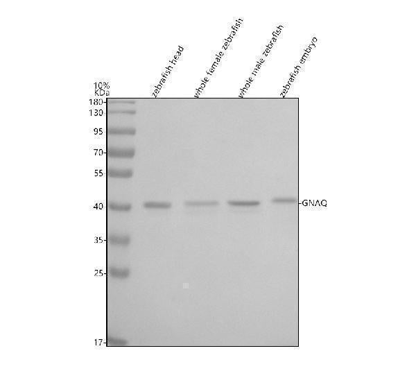 Anti-Zebrafish GNAQ Antibody Picoband®