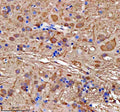 Anti-Zebrafish GMPS Antibody