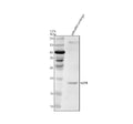 Anti-Zebrafish LEPB Antibody Picoband®
