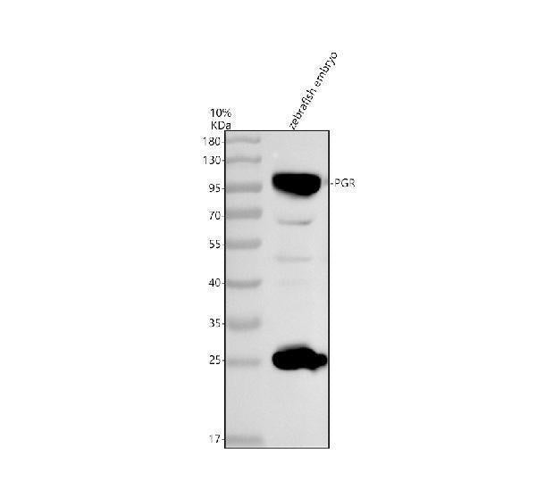 Anti-Zebrafish PR/PGR Antibody Picoband®
