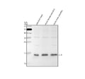 Anti-Zebrafish IL4 Antibody Picoband®