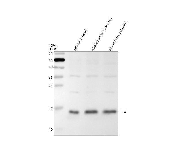 Anti-Zebrafish IL4 Antibody Picoband®
