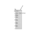 Anti-Zebrafish GPHNa/b Antibody Picoband®