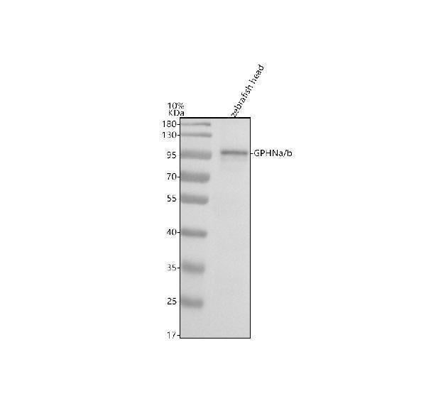 Anti-Zebrafish GPHNa/b Antibody Picoband®