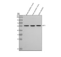 Anti-Zebrafish AKT3 Antibody Picoband®
