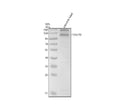 Anti-Zebrafish PDGFRB Antibody Picoband®