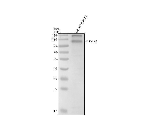 Anti-Zebrafish PDGFRB Antibody Picoband®