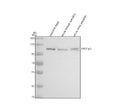 Anti-Zebrafish XPO1A/B Antibody Picoband®