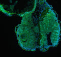 Anti-Zebrafish Kinase p110 Beta/PIK3CB Antibody
