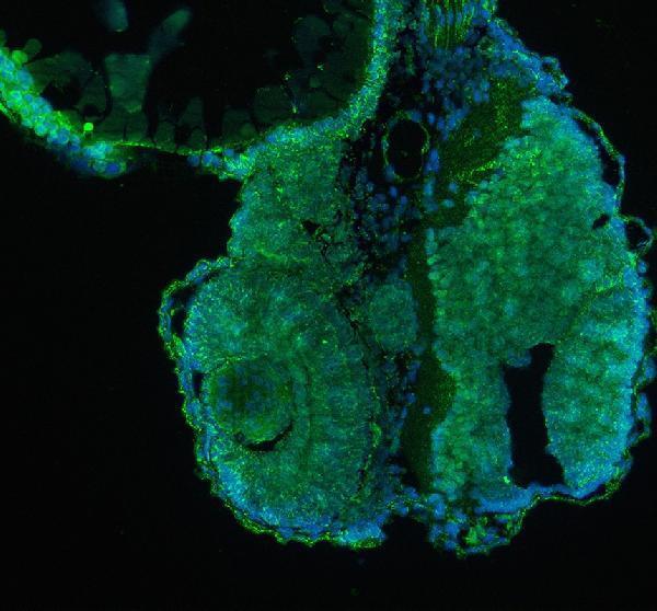 Anti-Zebrafish Kinase p110 Beta/PIK3CB Antibody