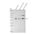 Anti-Zebrafish EGLN1A Antibody Picoband®
