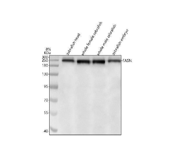 Anti-Zebrafish FASN Antibody Picoband®
