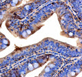 Anti-Zebrafish VPS53 Antibody