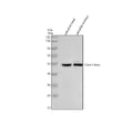 Anti-Zebrafish beta I Tubulin/TUBB1 Antibody Picoband®