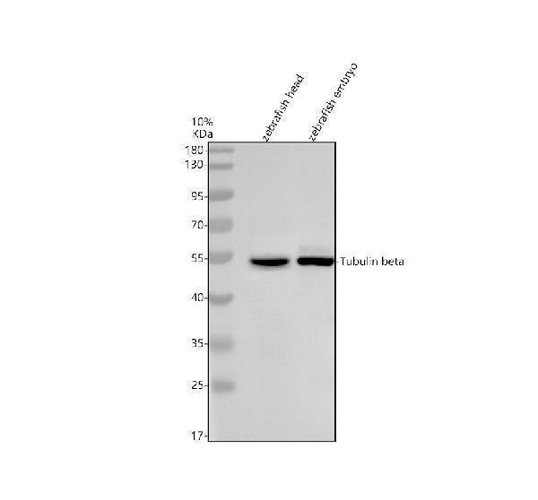 Anti-Zebrafish beta I Tubulin/TUBB1 Antibody Picoband®