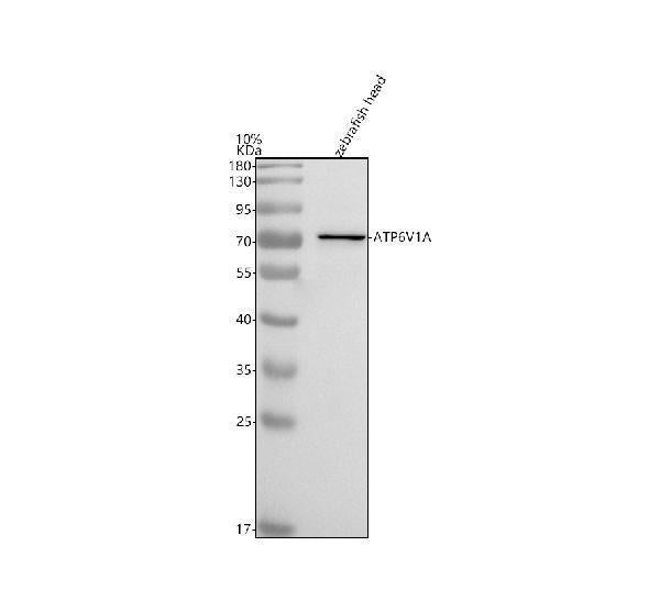 Anti-Zebrafish ATP6V1A Antibody Picoband®